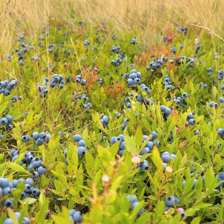 Soul Organics Organic Wild Blueberry Powder Blog Post 